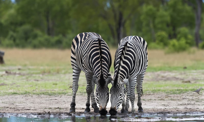 Catch animals in their natural habitat throughout Chobe National Park, Botswana.