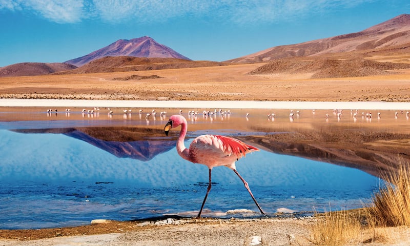 Admire the beauty of Bolivia's Laguna Colorada.