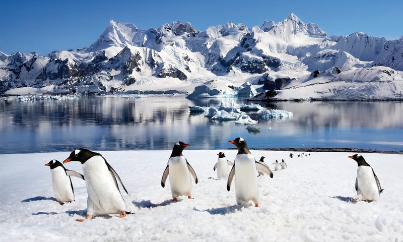 Search for Gentoo penguins while in Antarctica.