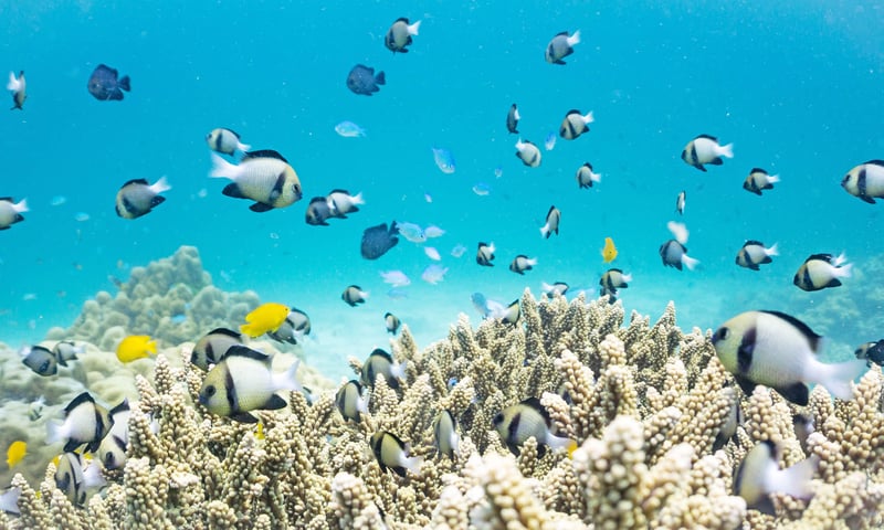 Swim with colourful fish in the Andaman Islands.