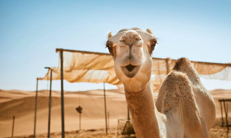 Experience the Wahiba Sands Desert.