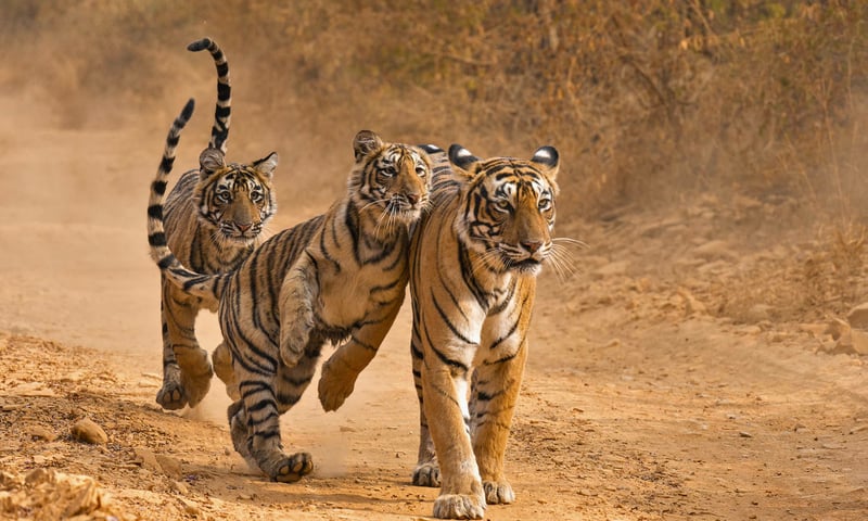 Search for the elusive Royal Bengal tiger in Ranthambore National Park, India
