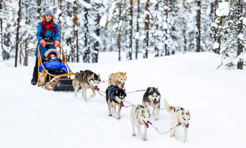 Visit a husky kennel and enjoy a husky safari (cart or sled ride, subject to weather conditions)