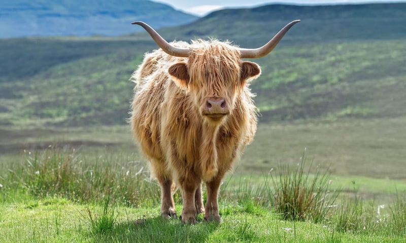 Highland cows are often known as the gentle giants of Scotland.