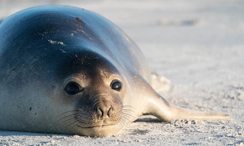 Look out for incredible wildlife while cruising Antarctica.