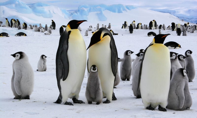 Join one of the world's greatest wildlife spectacles in South Africa and Antarctica.