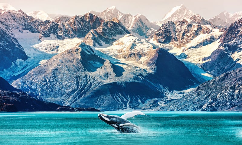 Spot whales near the Inside Passage, Canada.