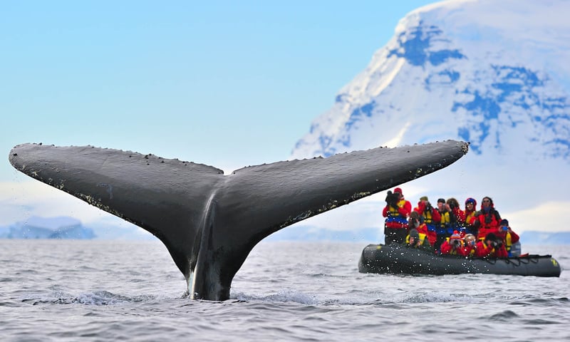 Led by expedition guides, you’ll venture onto Zodiac cruises for up close wildlife encounters.
