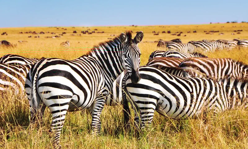 See a wide range of wildlife on safari in Kruger National Park.