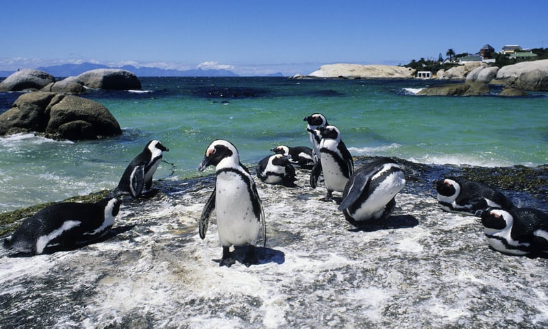 Admire African penguins at Boulders Beach, optional activity, charges apply.