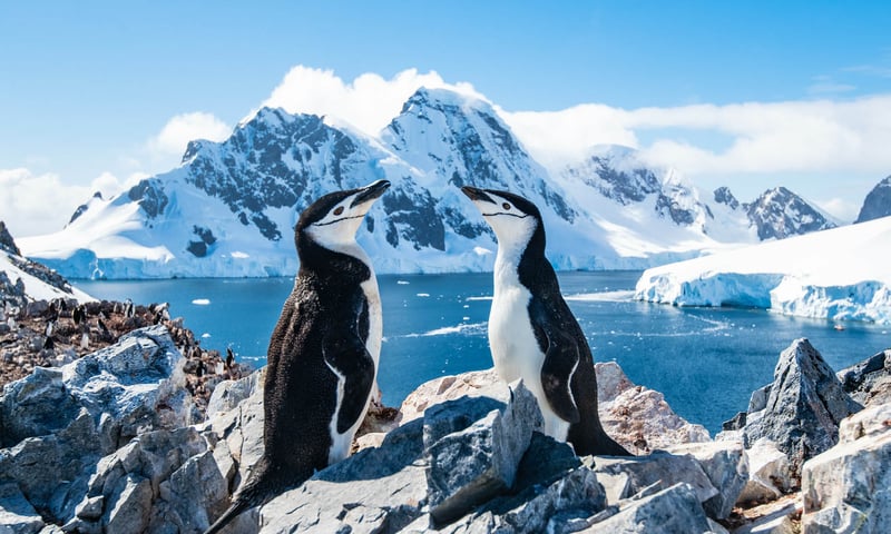 You may see an abundance of wildlife including penguins, seals and whales.
