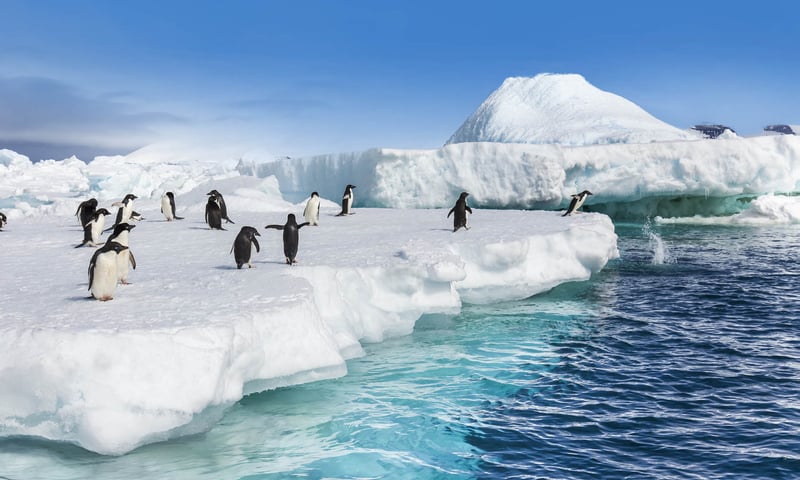 Look out for playful Gentoo penguins in Antarctica.