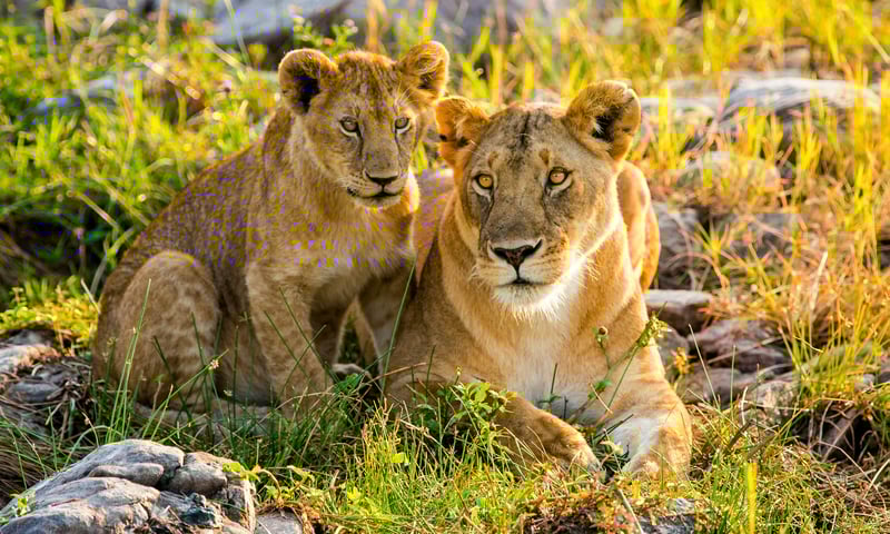 Chance upon lions in Bellevue Forest Reserve, South Africa.