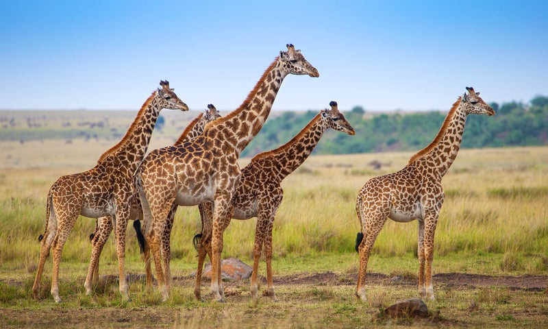 Join a giraffe tracking experience in Bellevue Forest Reserve, South Africa.