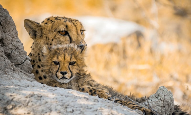 Look out for the elusive cheetah, a rare and special sight in Etosha National Park, Namibia.