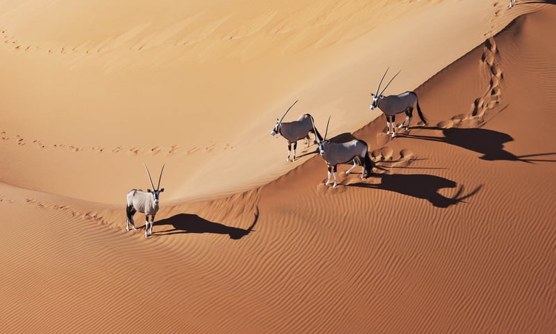 Look for gemsbok among the impressive vivid-red sand dunes of Sossusvlei.