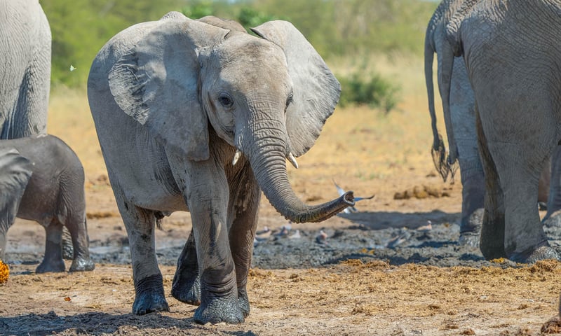 Search for wildlife in Etosha National Park, including lion, leopard, elephant and rhino.