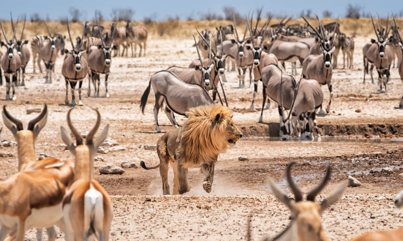Wildlife usually surround waterholes morning and evening, Etosha National Park.