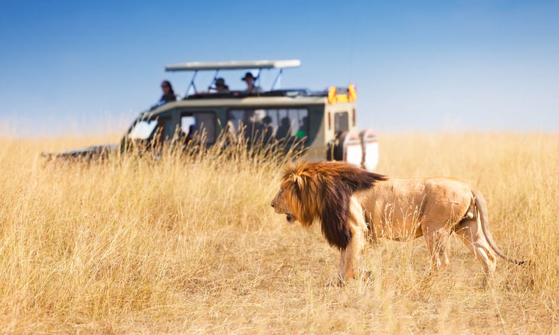 Search for Big 5 wildlife on safari in the Masai Mara.