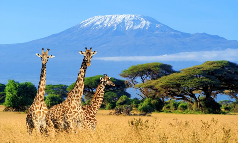 Africa's tallest peak, Mount Kilimanjaro.
