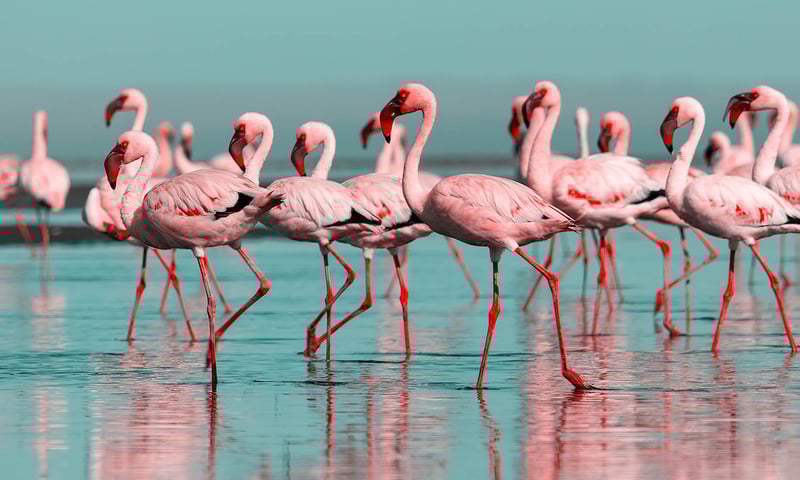 Pink flamingoes are the most flamboyant inhabitants of Lake Nakuru.