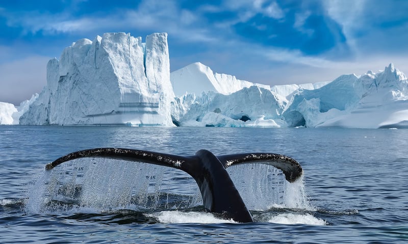 Cruise Greenland's Ilulissat Icefjord in search of feeding Humpback whales.
