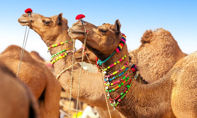 Experience authentic Indian festivals including the Pushkar Camel Fair.