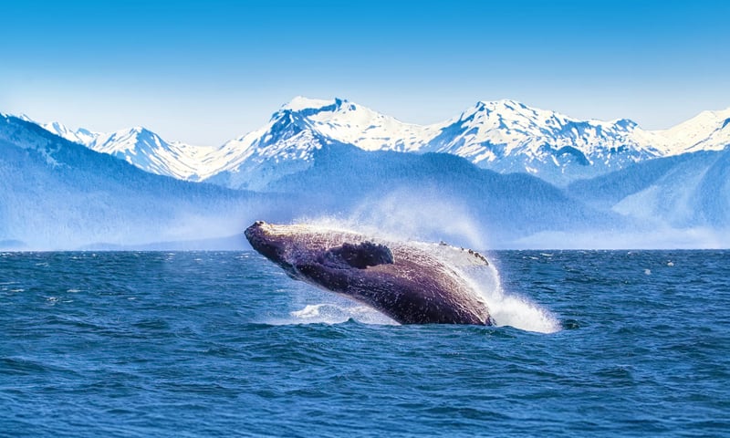 Search the seas for breaching whales and the shores for foraging bears.
