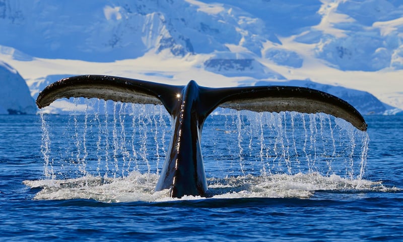 Visit the domain of breathtaking marine wildlife.