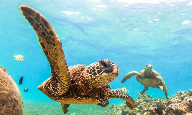 Hawaii is home to abundant marine wildlife, including the green sea turtle.