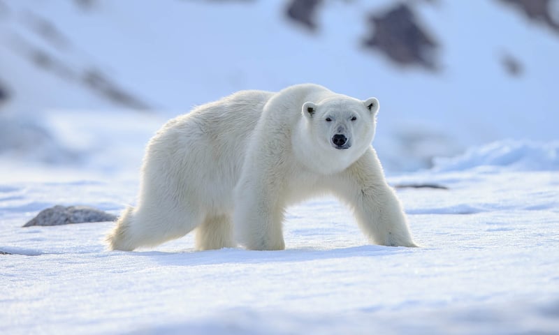 At Finland's Ranua Wildlife Park, seek polar bears and up to 50 different species of Arctic animals.