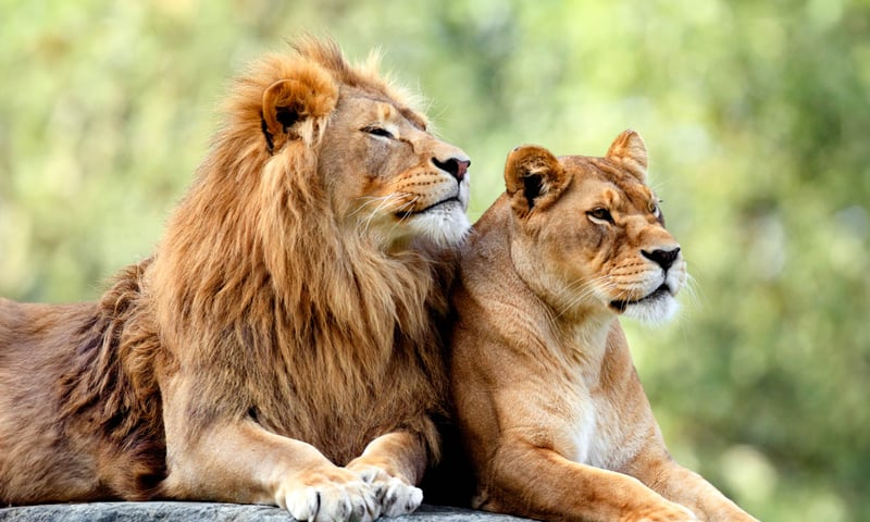 Experience a once-in-a-lifetime South African safari.