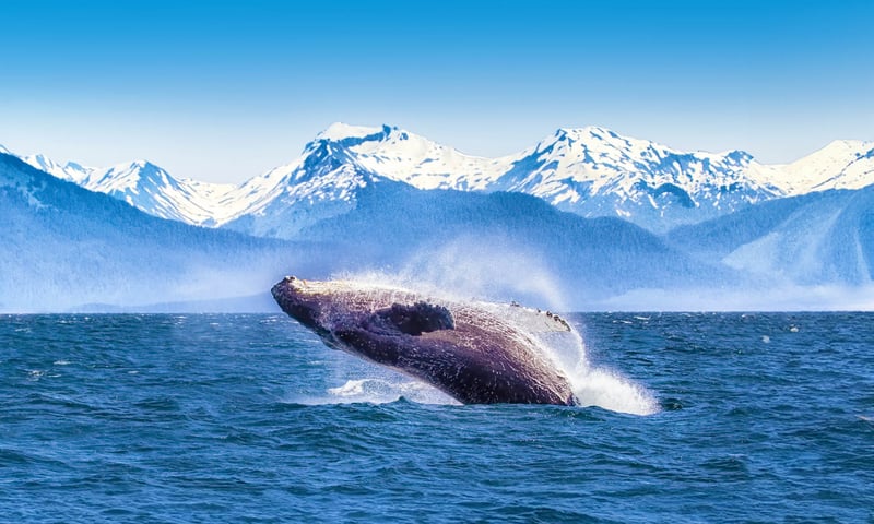 Alaska is home to mountains, glaciers, fjords and wildlife.