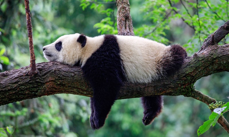 Enjoy a heartwarming morning at the Giant Panda Breeding Research Base.