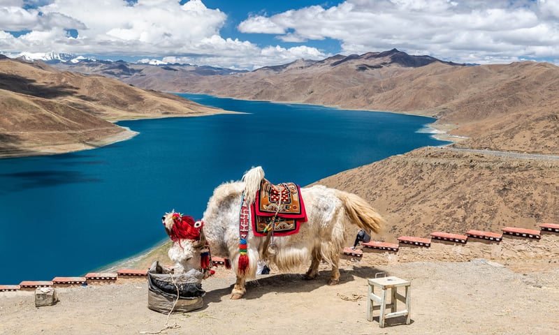 Yamdrok Lake is a stunning freshwater lake in Tibet.