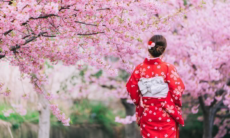 Enjoy Cherry Blossom Season in Japan.