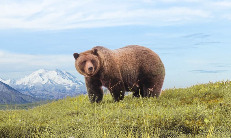 Look for grizzlies on a  Tundra Wilderness Tour in Denali National Park, Alaska.