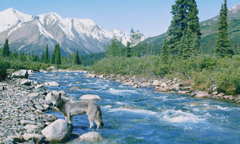 Denali wolves roam in the pristine wilderness of this acclaimed national park.