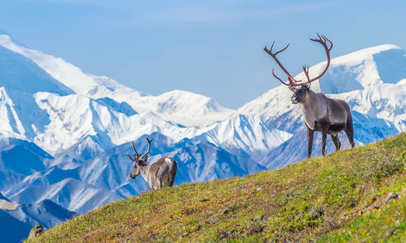 Seek out Alaska's Big Five including caribou, moose and grizzlies.