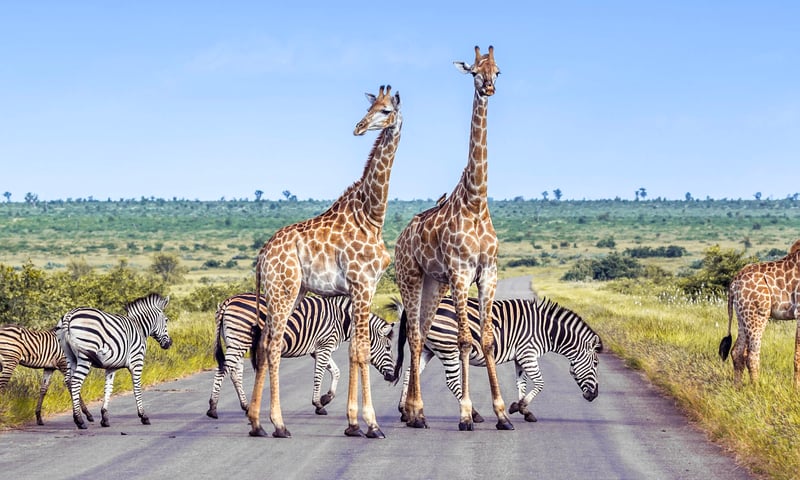 Seek out incredible wildlife in Kruger National Park, South Africa.