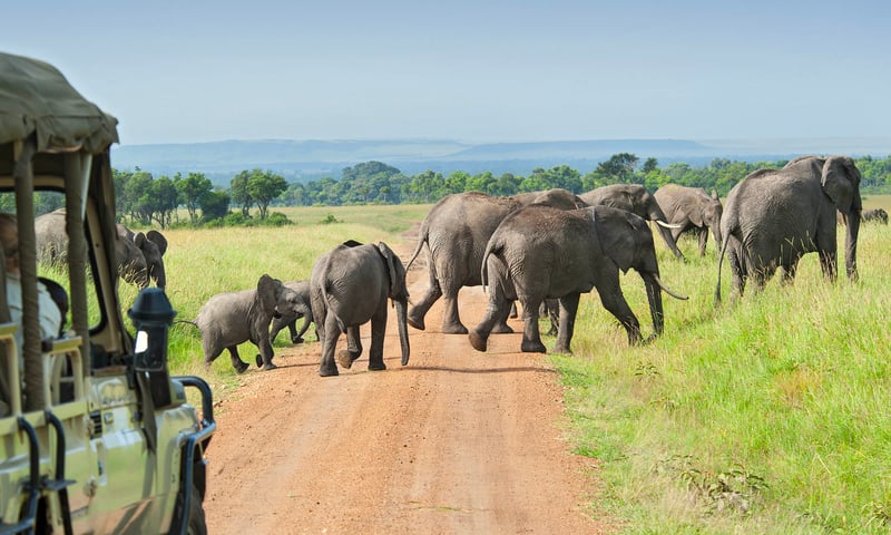 Experience a different kind of traffic jam while on safari in Kruger National Park, South Africa.