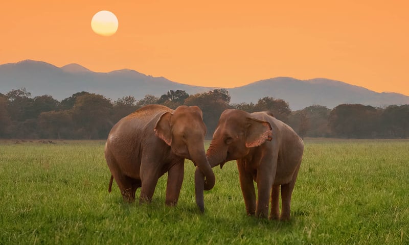 Seek amazing Sri Lankan wildlife wildlife while on tour.