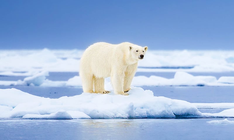 Step onto the frozen land of Vikings and polar bears in Norway's Svalbard archipelago.