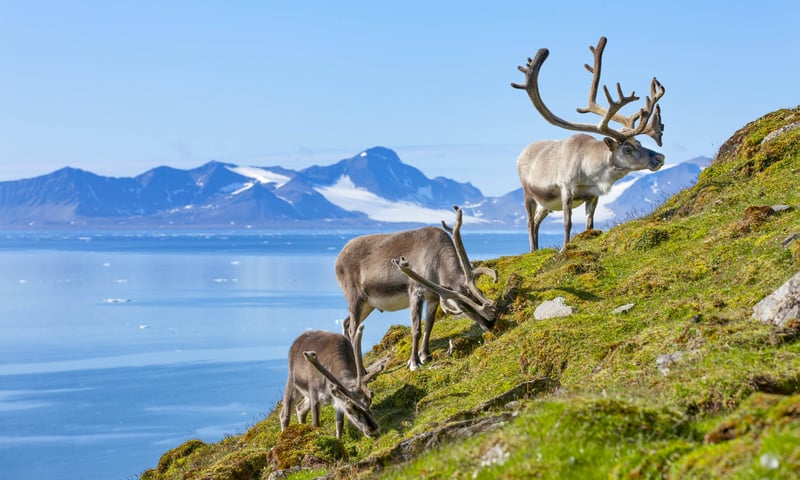 Search for reindeer in landscapes of the High Arctic tundra.