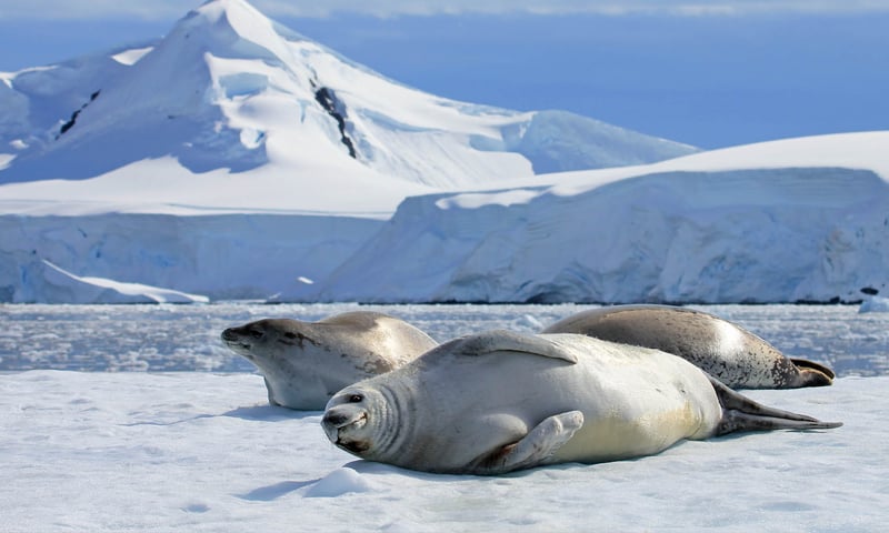 Launch into the heart of the wildlife action on Zodiac expeditions.