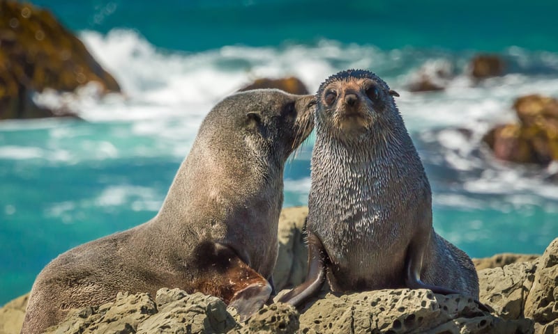 Search for fur seals during leisure time in Kaikoura, New Zealand.
