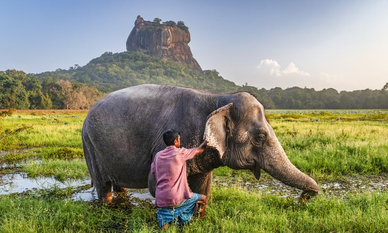 Sigiriya is a great location to spot wild Sri Lankan elephants.