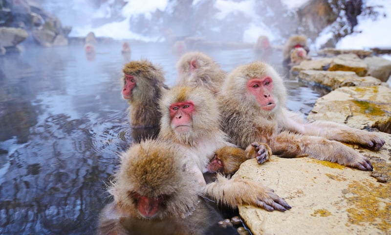 The bathing snow monkeys are a must-see in the Japanese winter.
