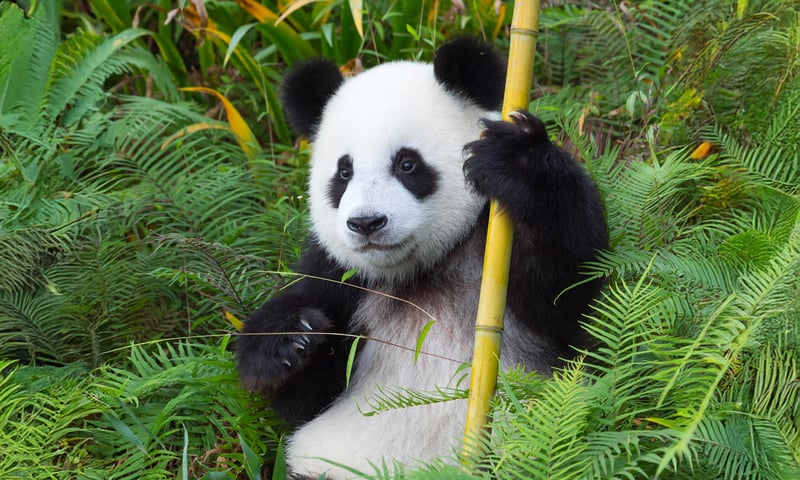 Tick seeing giant pandas off your bucket list at Chongqing Zoo, China.