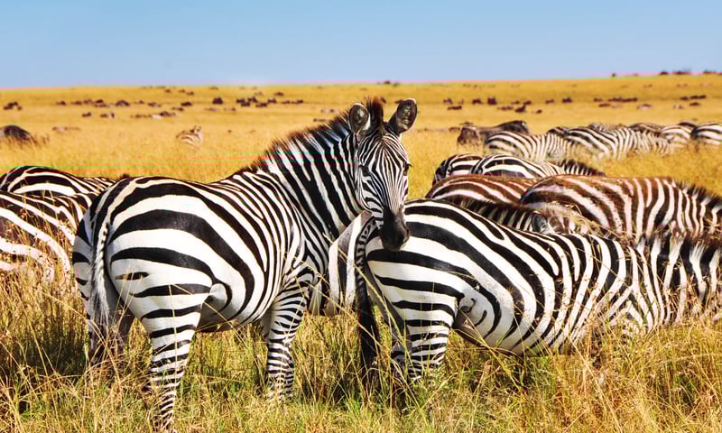 Enjoy a guided woodland walk alongside grazing zebras and hippo-filled waterholes.